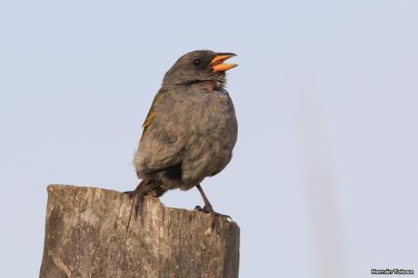 Censo Neotropical de Aves Acuáticas en Cañuelas (febrero 2018)