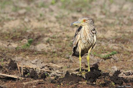 Censo Neotropical de Aves Acuáticas en Cañuelas (febrero 2018) Censo Neotropical de Aves Acuáticas en Cañuelas (febrero 2018)