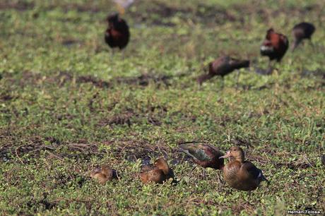 Censo Neotropical de Aves Acuáticas en Cañuelas (febrero 2018) Censo Neotropical de Aves Acuáticas en Cañuelas (febrero 2018)