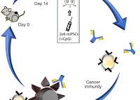 Vacuna contra el Cáncer desarrollada con Células Madres