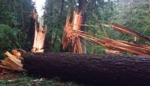 Una misteriosa fuerza invisible derriba cientos de árboles gigantescos en el estado de Washington misteriosa-fuerza-invisible-washington-850x491