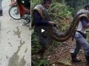 Increíblemente estas pitones darán comer toda aldea Malasia