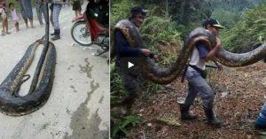 Increíblemente estas Dos pitones darán de comer a toda una aldea en Malasia piton malasia