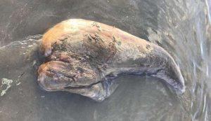 Pánico en Australia por la presencia de una extraña criatura varada en una playa australia-extrana-criatura-850x491