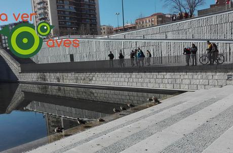 El mejor regalo: ver un martín pescador