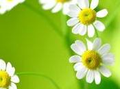 Descubre todo manzanilla puede hacer salud