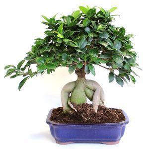 Alíate con las plantas para atraer buen rollo a tu hogar Ficus microcarpa ginseng TG 30 cm
