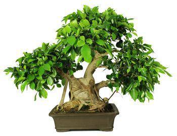 Bonsái 29 años Ficus retusa