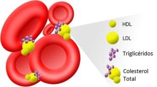 HDL, LDL, TRIGLICÉRIDOS HDL, LDL, TRIGLICÉRIDOS