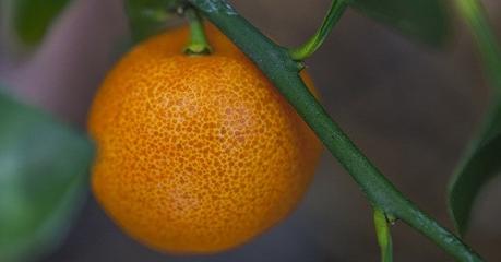 Naranjas. Alimentos que contienen ácido fólico. Anemia