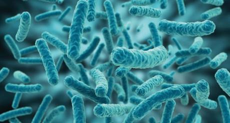 Probióticos: Lactobacillus acidophilus, Bifidobacterium, Lactobacillus sporogenes y Lactobacillus rhamnosus para la diarrea