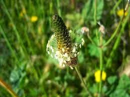 Plantago para el estreñimiento