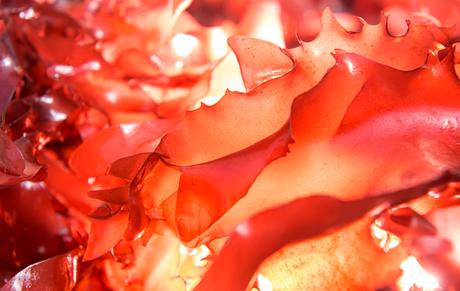 Cepa de alga con sabor a cerdo Cepa de alga con sabor a cerdo