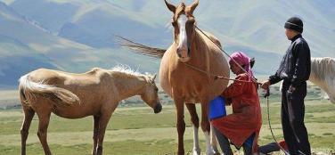 Leche de yegua: casi igual que la leche humana