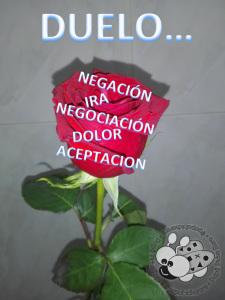 Duelo I: Fase de negación/es verdad