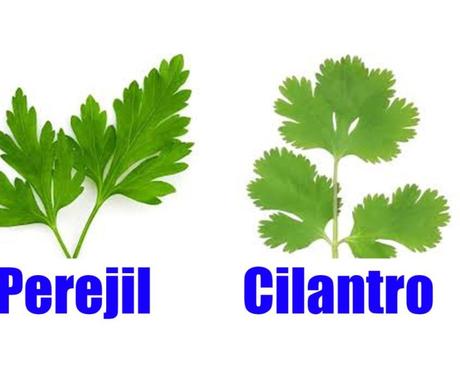 El cilantro, una especia con muchas propiedades