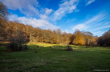Adios bosque encantado