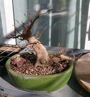 Primeros trasplantes del  2018