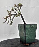 Primeros trasplantes del  2018