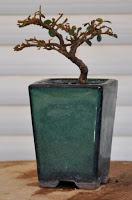 Primeros trasplantes del  2018