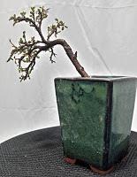 Primeros trasplantes del  2018