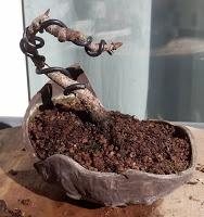 Primeros trasplantes del  2018