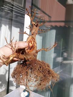 Primeros trasplantes del  2018