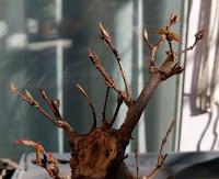 Primeros trasplantes del  2018