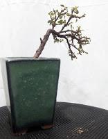 Primeros trasplantes del  2018