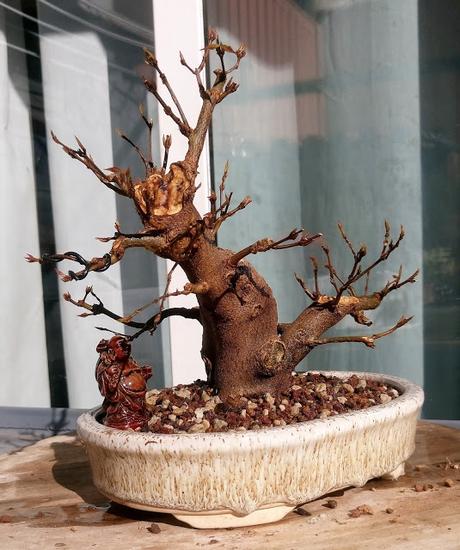 Primeros trasplantes del  2018