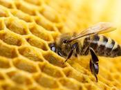 Descubre cómo usar propóleo própolis para tratar resfriados