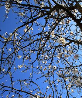 La magnetita de Mina Edison, Cehegín.