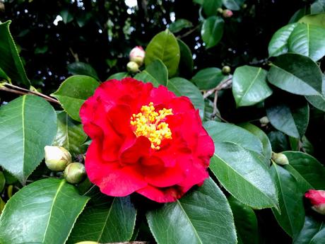 ¡Las flores del jardín en febrero! The flowers of the garden in February!