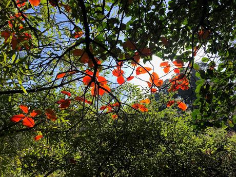 ¡Las flores del jardín en febrero! The flowers of the garden in February!