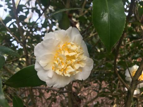 ¡Las flores del jardín en febrero! The flowers of the garden in February!