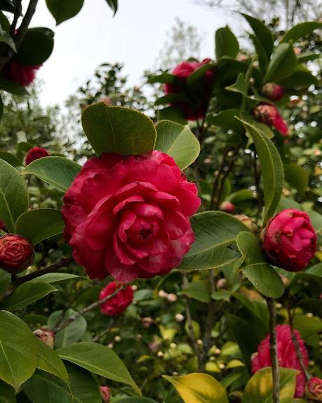 ¡Las flores del jardín en febrero! The flowers of the garden in February!