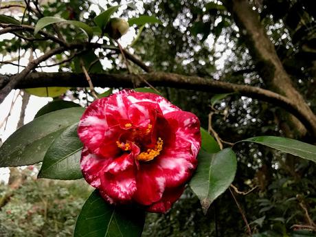 ¡Las flores del jardín en febrero! The flowers of the garden in February!