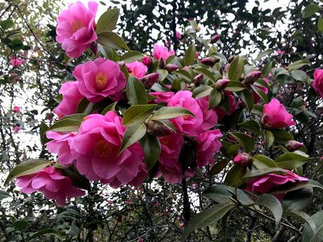 ¡Las flores del jardín en febrero! The flowers of the garden in February!