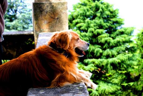 CÓMO ELEGIR UN BUEN CANGURO O UNA BUENA RESIDENCIA CANINA