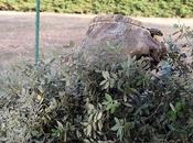 Hacer nidos naturales