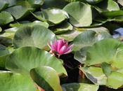 Estanque Nenúfares Dorados.