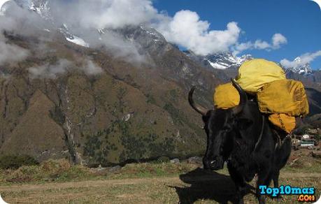 yak-gando-top-10-animales-hibridos