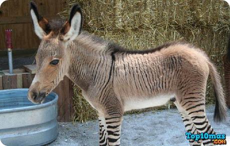zebroide-top-10-animales-hibridos