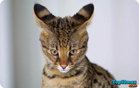 savannah-top-10-animales-hibridos