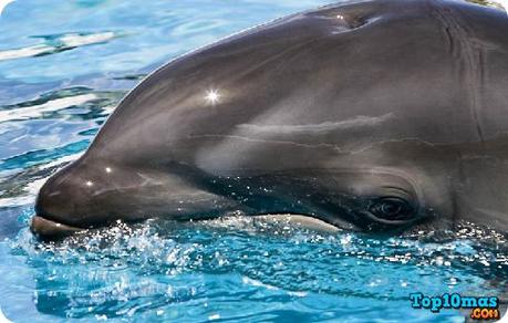 balfin-top-10-animales-hibridos