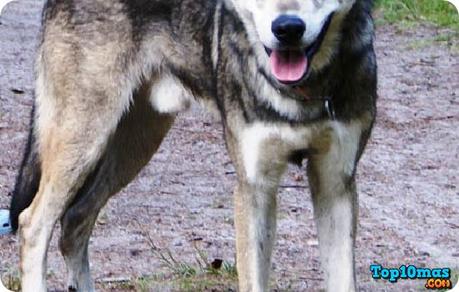 perro-lobo-top-10-animales-hibridos