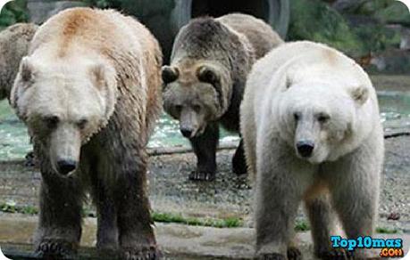 oso-grolar-top-10-animales-hibridos