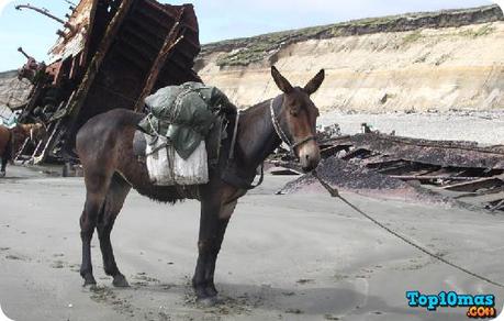mula-top-10-animales-hibridos