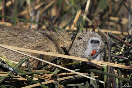 Hidrohide en Gorchs (noviembre 2017)