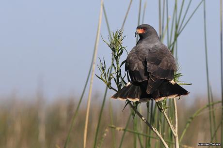 Hidrohide en Gorchs (noviembre 2017)